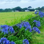 Agapanthus in full bloom